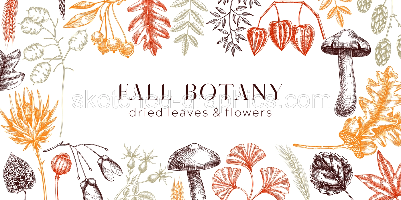 Autumn background with fall leaves and dried flowers. Thanksgiving frame design. Fall backdrop in sketched style. Dried herbs, falling leaves, mushrooms, seeds banner. Botanical illustration.  Illustration